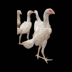 White Shamo | Quality Birds | Swingneck Split | Heera | Shamu
