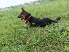 german shepherd