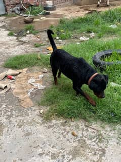 rottweiler for selll