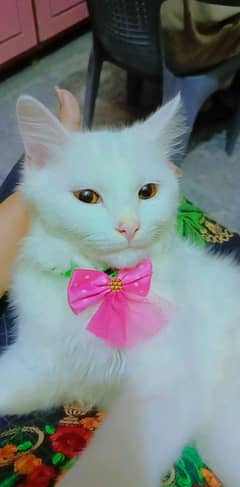 feroz