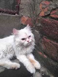 Persian kitten | Odd Eyes | Punch Face