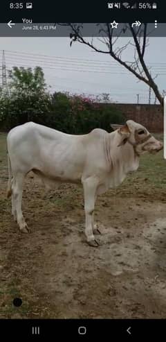 Gaey Bacha