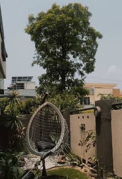 Sofa chair swing