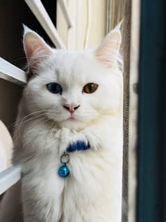 persian cats available