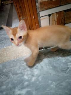 Cats for adoption