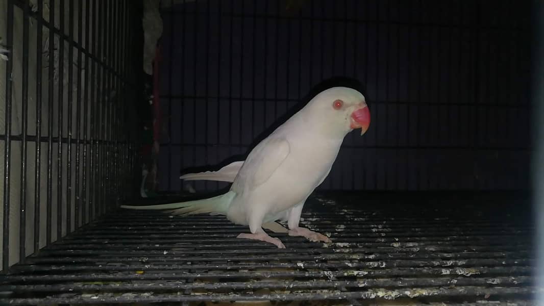 White ringneck breeder female 0