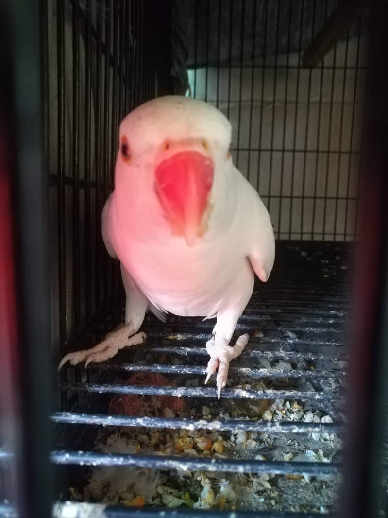 White ringneck breeder female 1