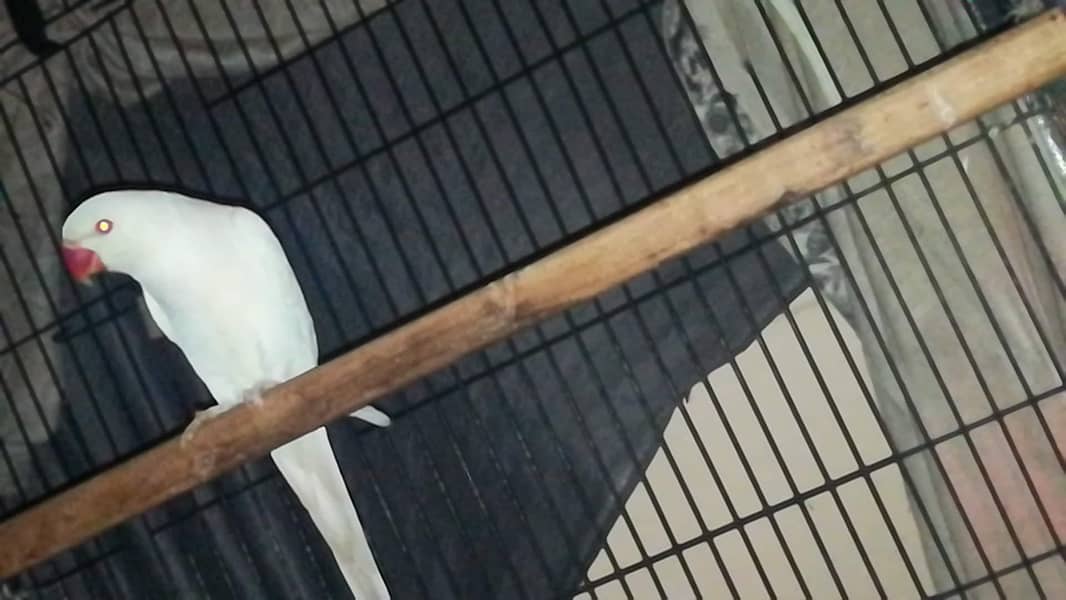 White ringneck breeder female 2