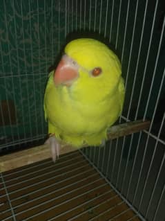 yellow parrot red eyes