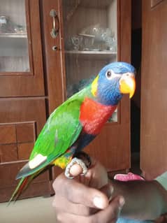 handtame lorikeet parrot bird