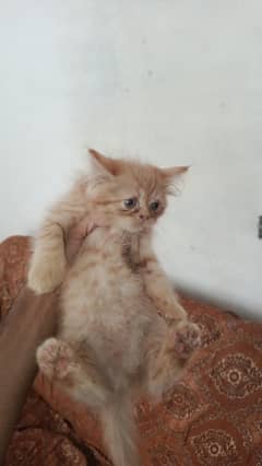 ginger
