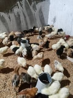golden misri chicks