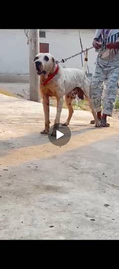 desi bulli kutta