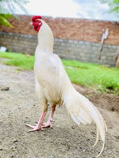 Paper white Heera