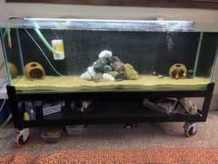 Fish Aquarium