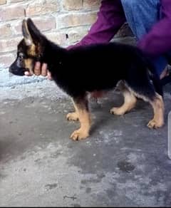 top quality German Shepherd male stock code