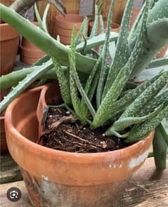 aloe