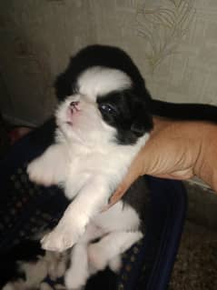 Shirzu puppies