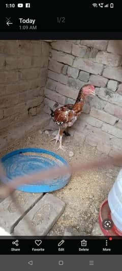 Aseel
