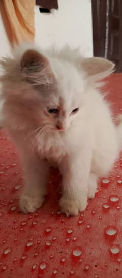 kitten for sale