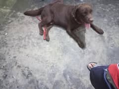 chocolate labrador