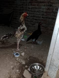 aseel murgy murgian for sale