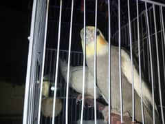 cockatiel Graw and withe colour contct number for Whatsapp 03186766688