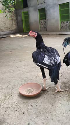 Black mushka male aseel
