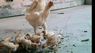 Turkish hint Heera Aseel chick