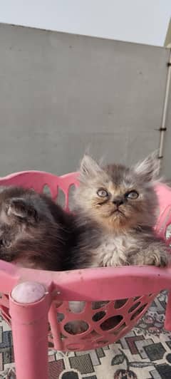 Persian kittens for sale