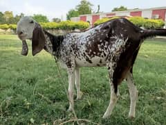 Rajanpuri Makhi cheeni Bakri or 1 female path