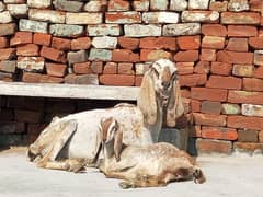 Female goat forsale with female baby