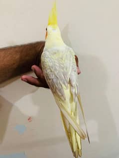 Hamdtame cocktails
