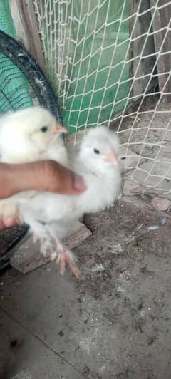 white heavy buff Cochin