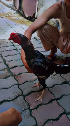 Aseel Thai