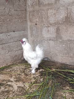 salkei male fir sale ha