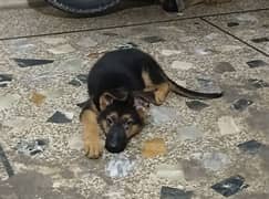 German shepherd double coat