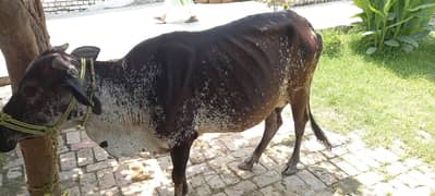 cow  For sale