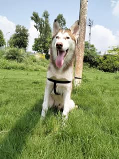 Siberian husky