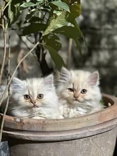 Double Coat Persion Cat Females