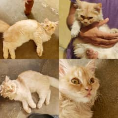 Double Coat persain Male Cat (urgent)