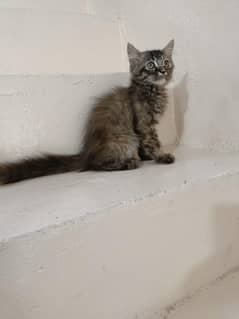 Persian kittens for sale 03261675304
