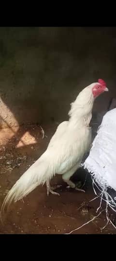 Heera aseel paper white