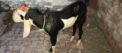 best cheap price bakra Ghar ka pala