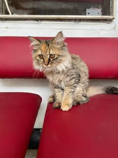 siberian cat for sale