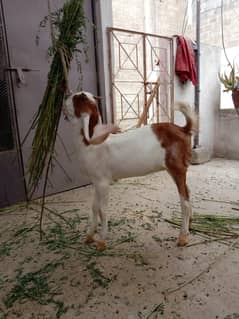 Gulabi Female