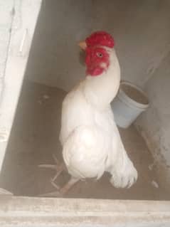 heera