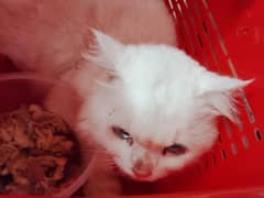 pair cat white persian for sale