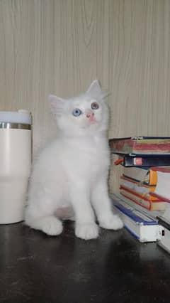 Persian kitten