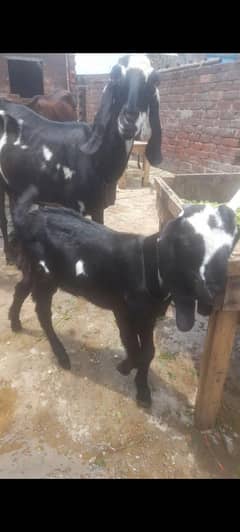 dasi bakri with 2kids  03234438191